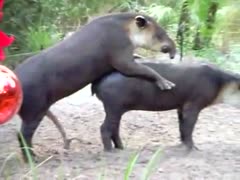 Animal porn tube animals having sex